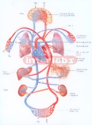 HANGING HUMAN BLOOD CIRCULATIONAL FUNCTION MODEL